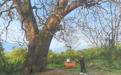 痛心！三百年古树竟遭毒手……