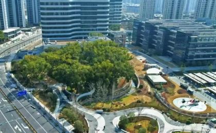 丽水城市建设项目为古树让路 香樟公园成了新地标