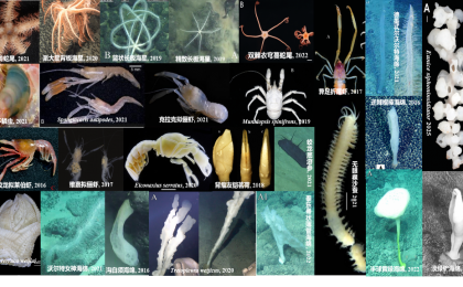 我国发布全球首个深海海山数字化智能系统