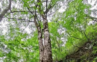 太白山自然保护区发现水青树古树群 系国家二级重点保护野生植物