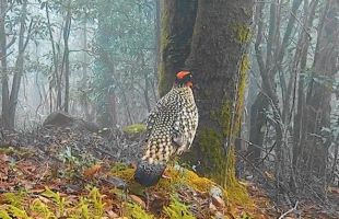 首次发现！鸟中“大熊猫”黄腹角雉现身福建木兰溪源省级自然保护区