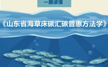 一图读懂丨《山东省海草床碳汇碳普惠方法学》