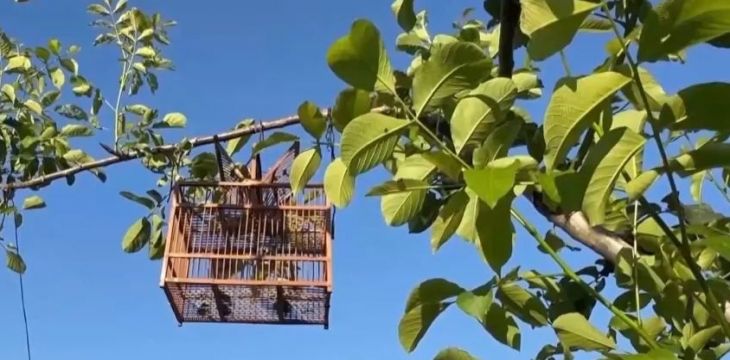 警示牌还是广告牌？国家二级保护动物被公开售卖