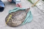 多地街头贩卖“野生鳖” 专家急呼：不能吃！放生危害更大！？