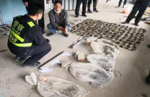 17人猎杀买卖禾花雀获刑：“极危动物”仅5元一只收购，催肥后20多元卖出