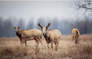 2025年麋鹿与生态保护国际研讨会召开