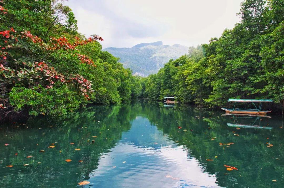 红树林.jpg