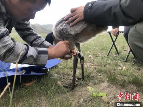 图为研究人员.jpg