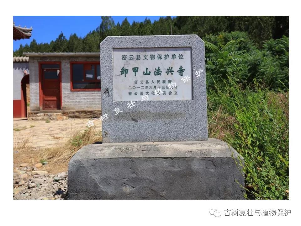 古树复壮.jpg