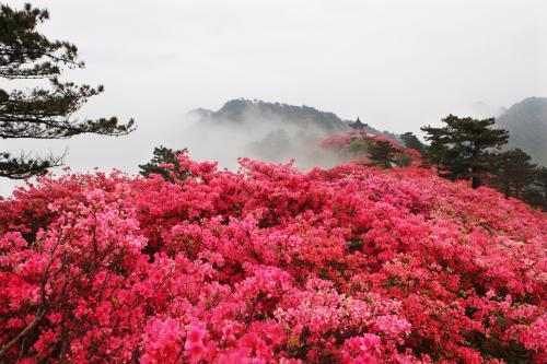 杜鹃花.jpg