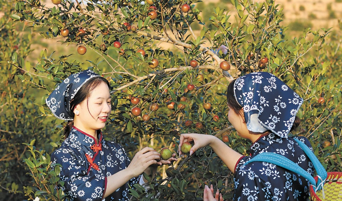 1762329547105320.png 采摘油茶.png