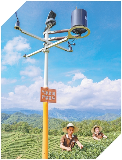 1768191555862125.jpg 广西梧州市苍梧县六堡镇.jpg