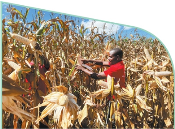 1768199525127287.png 马拉维利萨萨齐县农业技术人.png