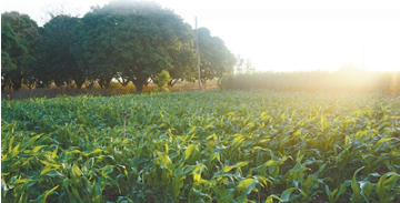 1768199549274522.png 马拉维中非科技小院一处玉米示范田。3.png