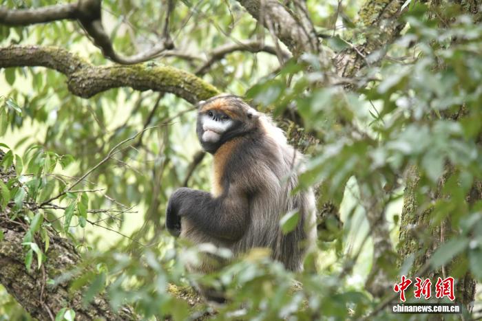 1768479661931477.jpg 资料图:生活在梵净山的黔金丝猴.jpg