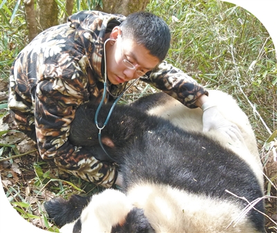 1768984283943179.jpg 金艺鹏给野外大熊猫做体检。.jpg