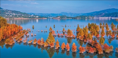 1769398173367718.jpg 汉丰湖国家湿地公园。.jpg