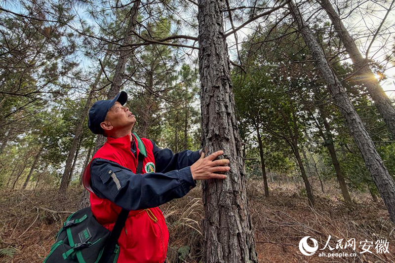 1773400119120990.jpg 储永刚正在查看树木的生长情况。.jpg