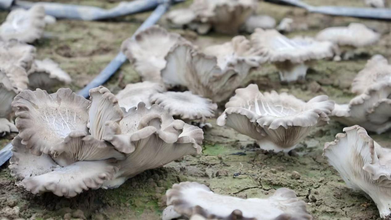 1773896735636090.jpg 长势喜人的灵芝菇。.jpg