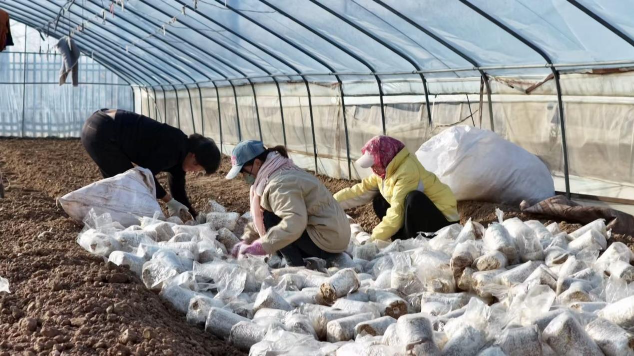 1773896775357310.jpg 灵芝菇长势正旺,农户们忙着采摘、分.jpg