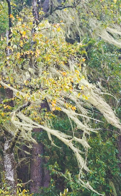 1773897762284559.jpeg 树木上的长丝萝。.jpeg